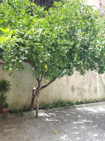 Private room at Rua Joaquim António Aguiar, image 19 of 22