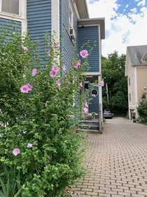 Gesamte Unterkunft im Wohnheim in der 28, Mount Auburn St., Unit 1, Riverside, Cambridge, MA, 02138, bild 14 von 19