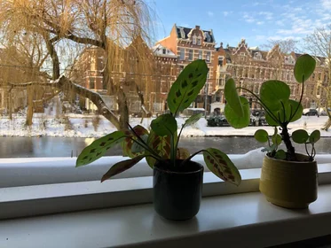Alojamiento entero en Provenierssingel, Noord, imagen 6 de 10