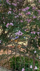 Privatzimmer in der Carrer de San Eusebi, bild 10 von 24