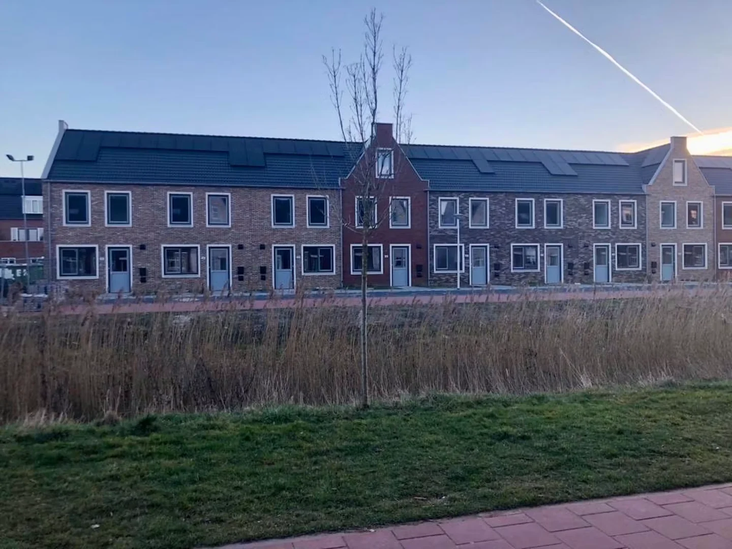 Winterkoning, 