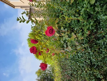 Appartamento intero in Loganlea Terrace 19, immagine 18 di 18